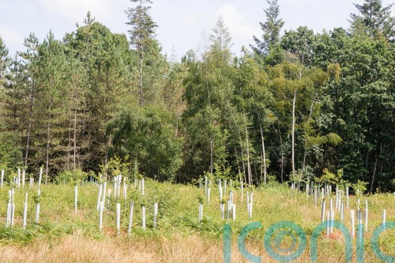 Tree planting hits 20-year high in England but drops in Scotland, figures show