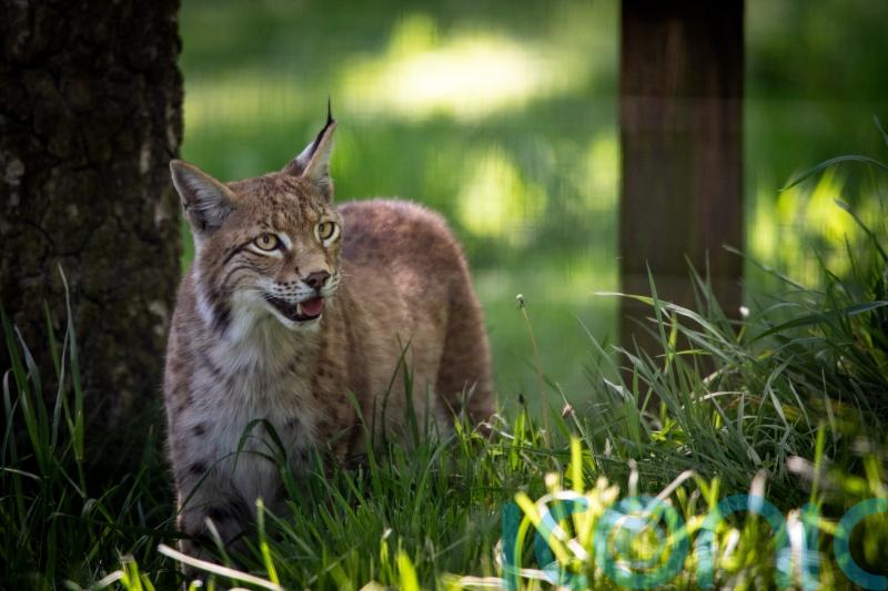 Lynx rescued from Highlands given names at their new home