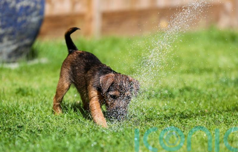 Record number of children referred to scheme to prevent animal cruelty