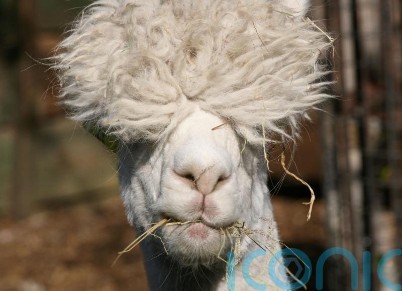 MPs back move to protect llamas and alpacas from dog attacks