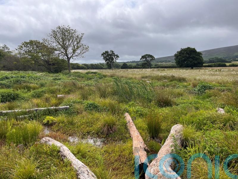 Beavers and river restoration boost resilience to drought, conservationists say