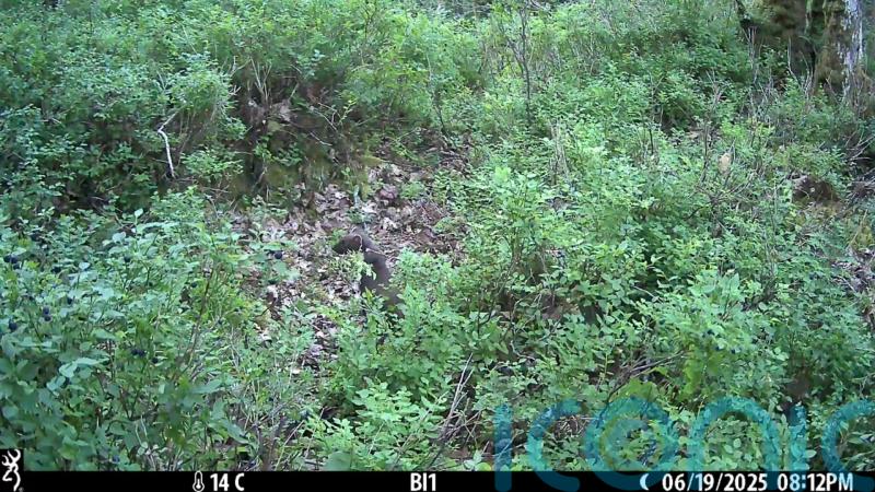 ‘Historic moment’ as reintroduced pine martens produce young on Dartmoor