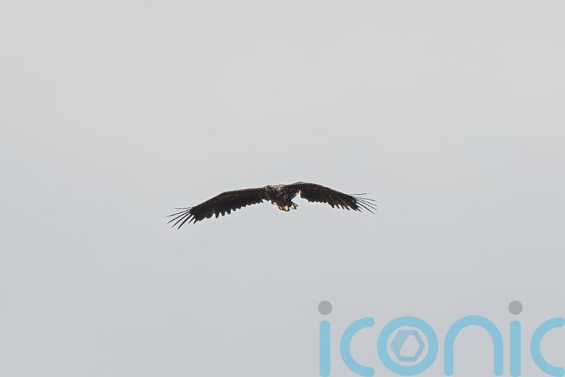 ‘Miracle’ eagle spotted flying over Mull after almost a year