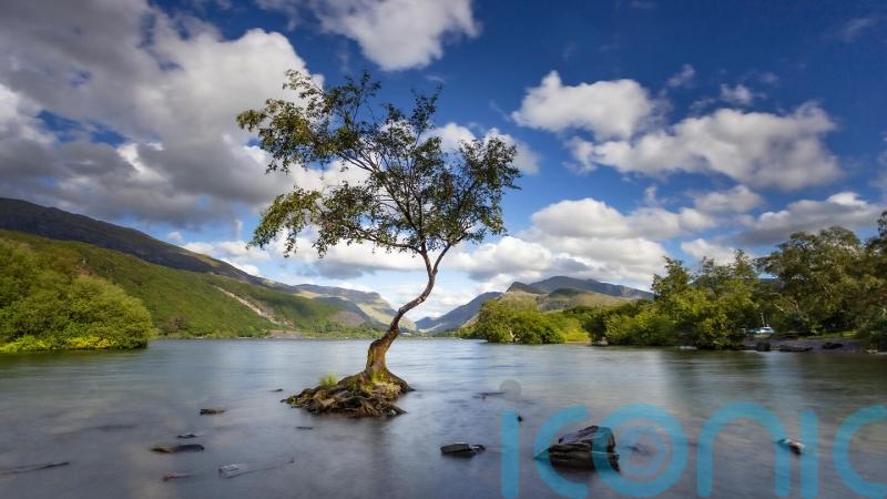 Cedar climbed by Beatles and oak in Woolf poem among Tree of the Year nominees