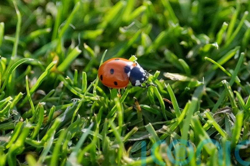 Ladybirds being seen in ‘very high numbers’ because of warm weather, expert says