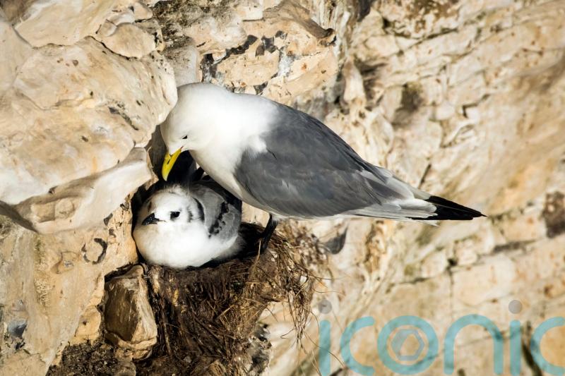 Scottish ministers urged to rethink ‘poor decision’ on guga hunt licence