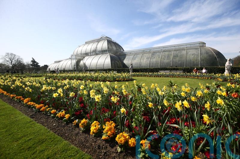 Kew’s Palm House to shut for renovations as part of push towards net zero
