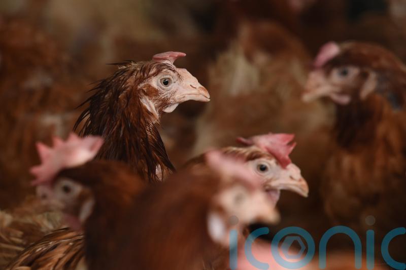 Carrying chickens by legs causes them pain, Green Party leader warns