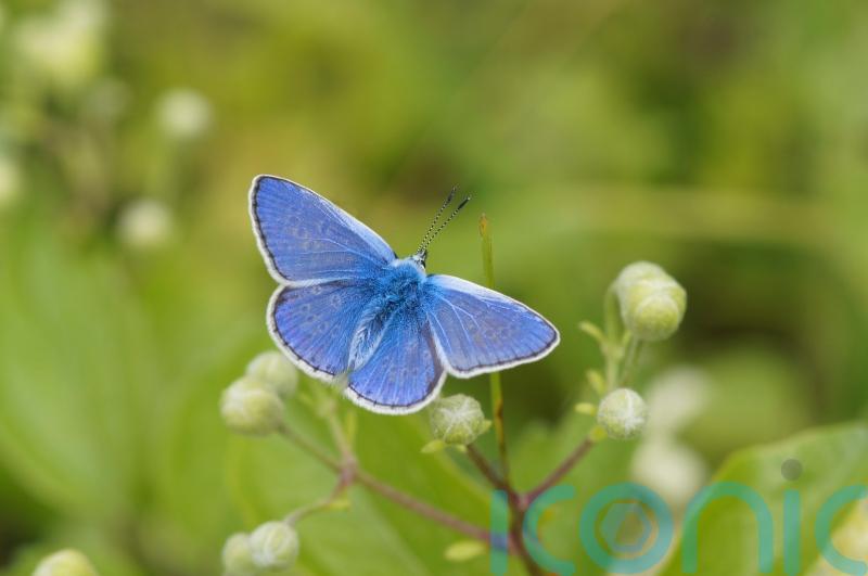 Public urged to join butterfly count in ‘rescue mission’ for declining insects