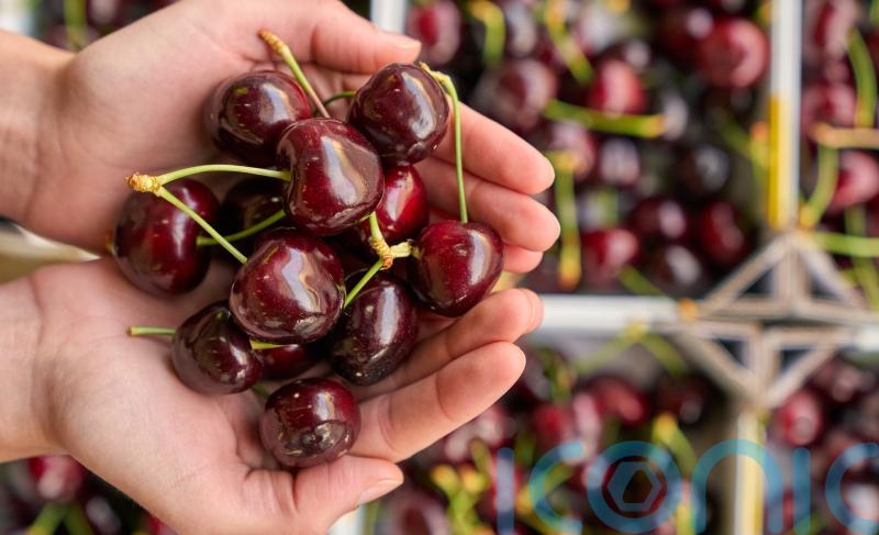 Warm weather leads to glut of cherries with larger packs on sale at supermarket
