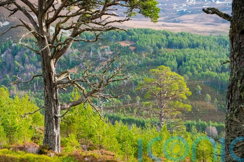 Paintings celebrate 800 years of Britain’s ‘first environmental laws’