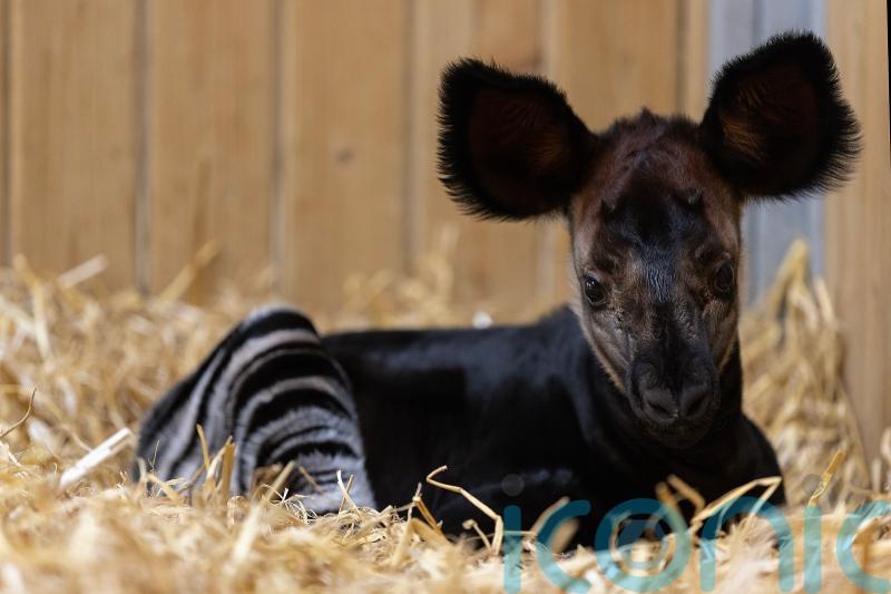 Rare and endangered okapi calf is ‘thriving’ at Dublin Zoo