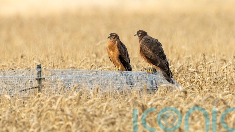 Conservationists ‘overjoyed’ at successful breeding by rare Montagu’s harriers