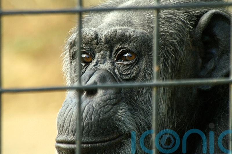 Conservationists call for urgent phaseout of keeping great apes in zoos