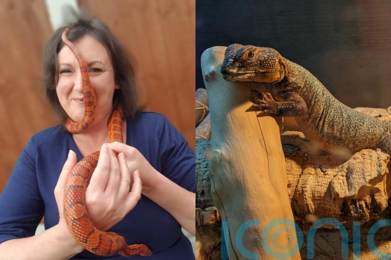 Agent who has more than 40 exotic creatures at home, including snakes and a bearded dragon, says they are the ‘chaos crew’