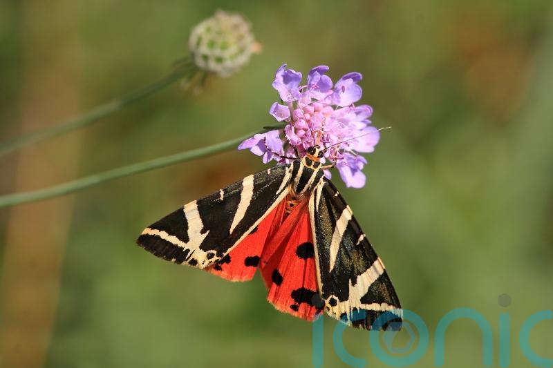 Public urged to look out for exotic Jersey Tiger moths in parks and gardens