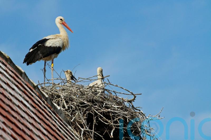 Could white storks return to London? Public’s views sought on ‘talismanic’ bird