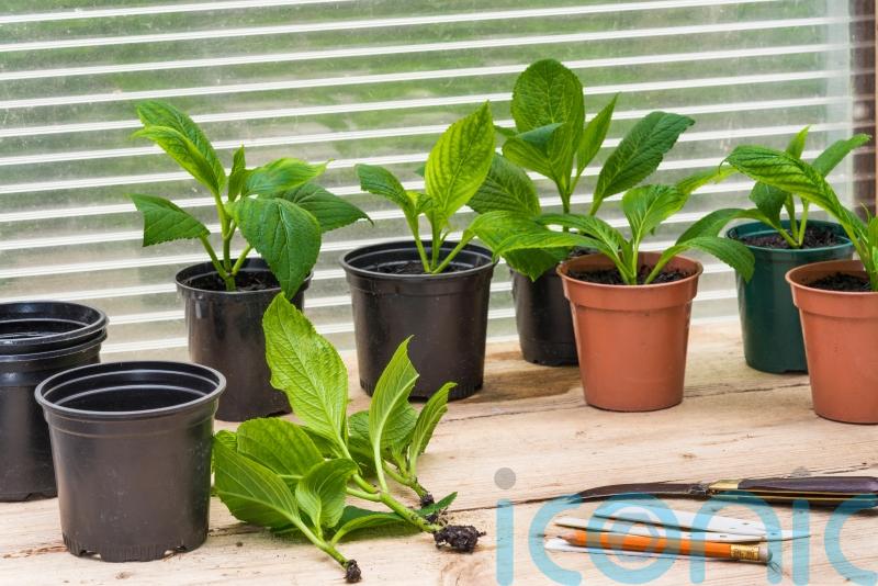 On a budget? Increase your plant stock for free
