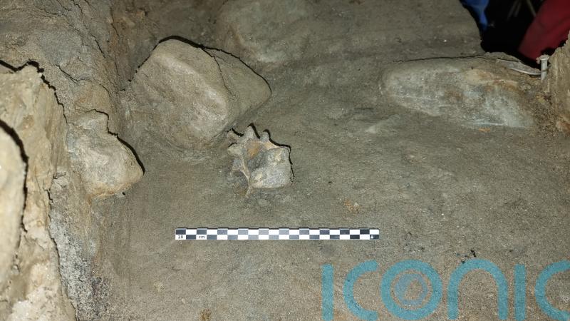 Cave discovery reveals oldest community of animals living in European Arctic