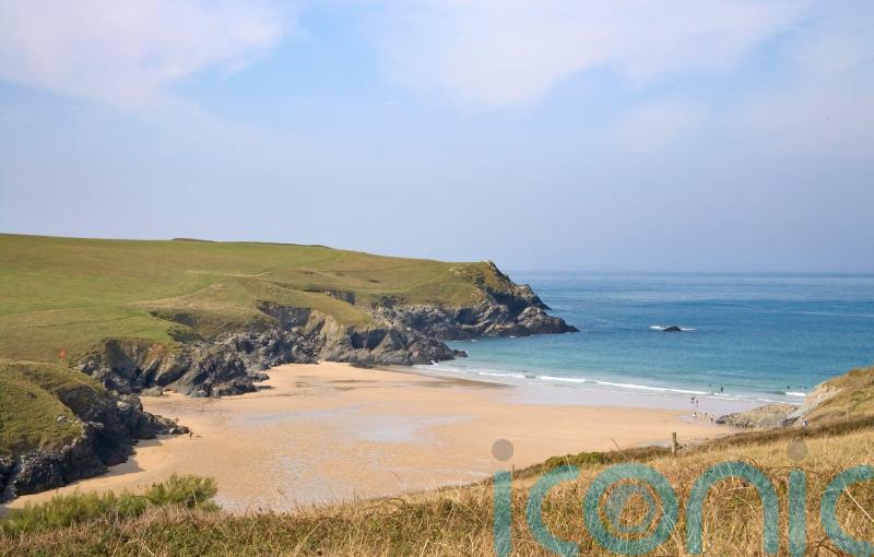 Police investigate after sheep chased to death off cliff edge in Cornwall