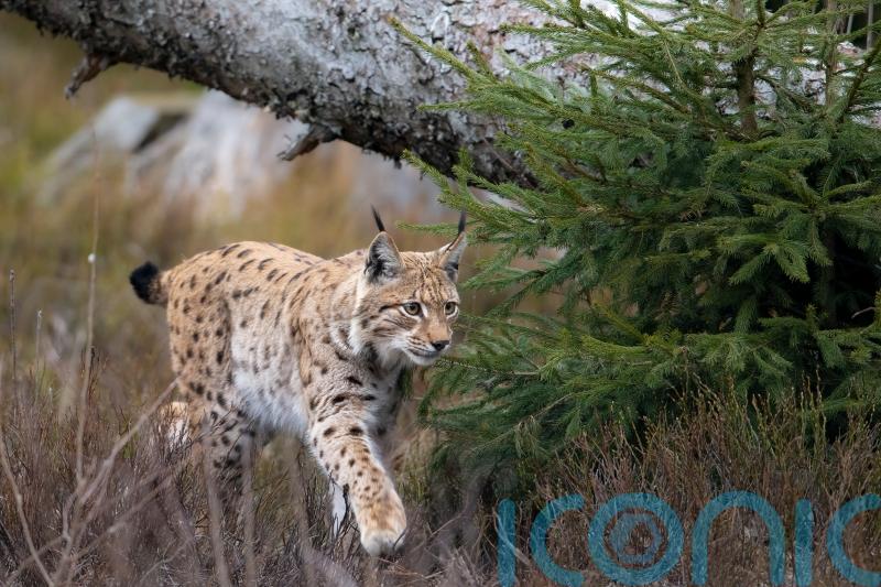 Bringing lynx back to Northumberland backed by 72% of locals, consultation finds