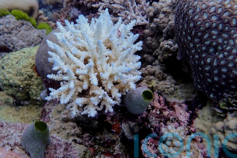 Great Barrier Reef records largest annual coral loss in 39 years