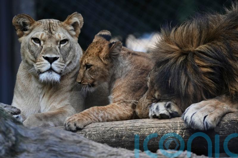 Czech zoo welcomes Barbary lion cubs whose population is extinct in the wild