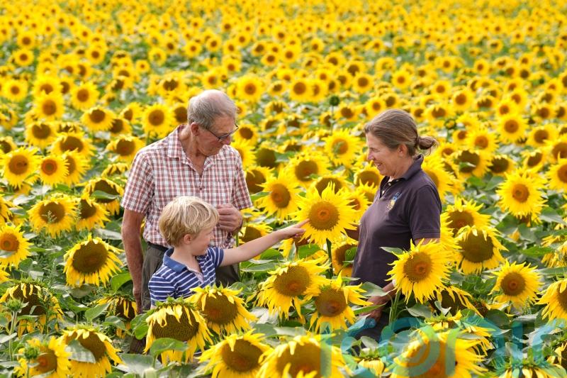 Dry summer boosts sunflower crop but varied weather ‘puts farms under pressure’