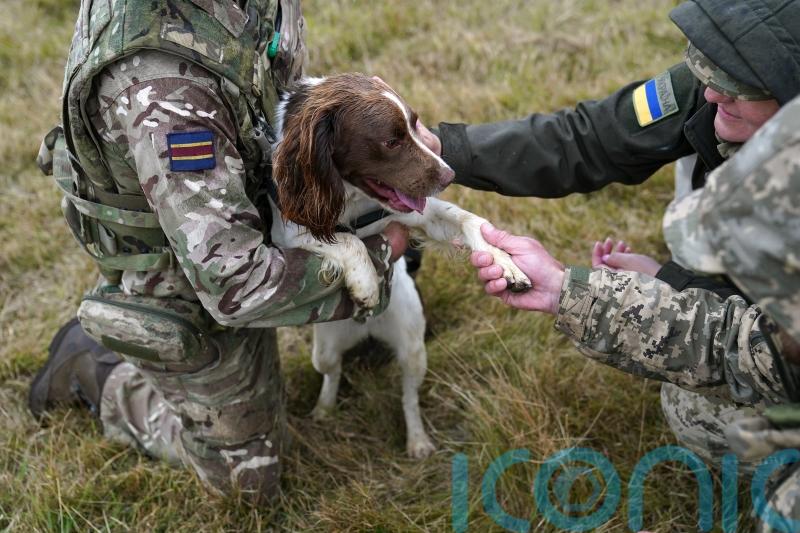 More pets to be allowed in military accommodation as ministers cut red tape