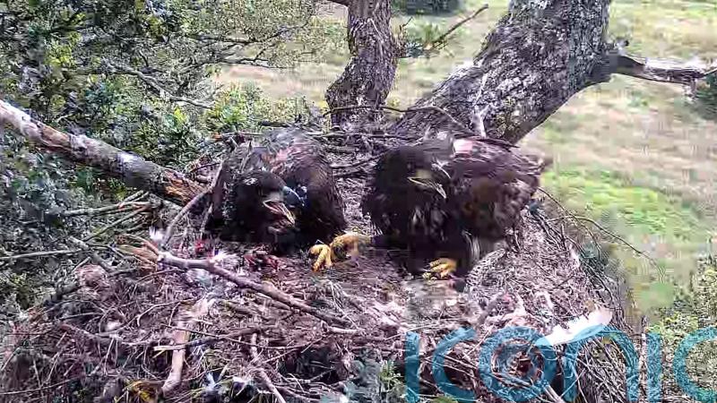 Record breeding year for England’s white-tailed eagles as three chicks fledge