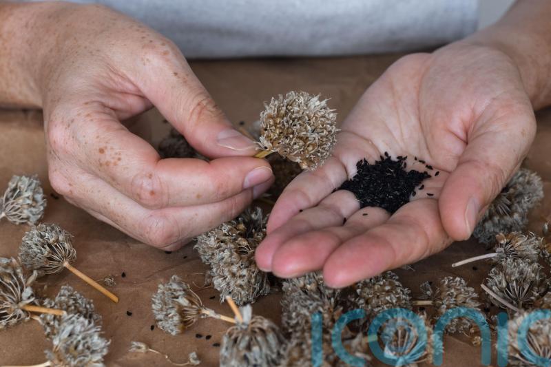 Which seeds should you be collecting and why?