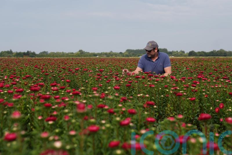 Victorian-era floral favourites asters make comeback at UK supermarket