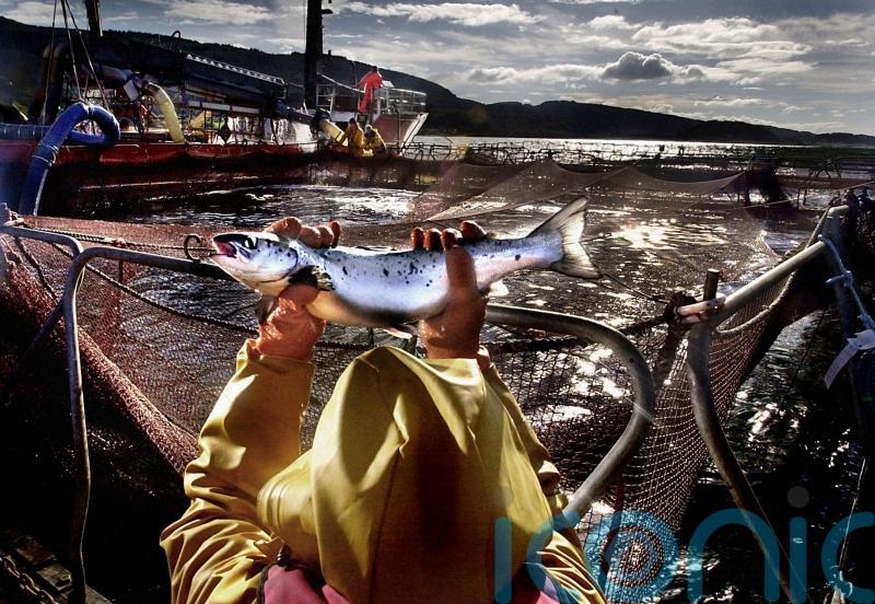 Salmon industry in trade tariffs warning as exports reach almost £1bn