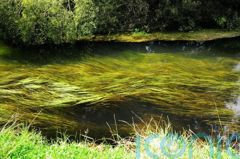 Warning over ‘decade of decline’ for one of England’s precious chalk streams