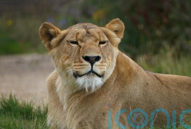 Lioness with shell shock ‘thriving’ a year after rescue from Ukraine