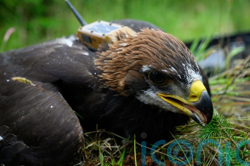Sir David Attenborough names golden eagle chick hatched in Scotland