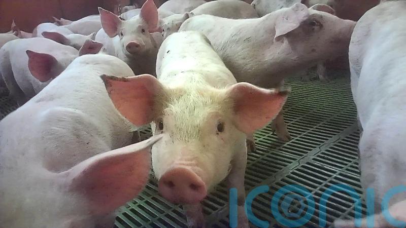 Supermarkets suspend supplies from pig farm after animal cruelty reports