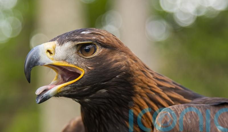 Golden eagles could be reintroduced to England for first time in 150 years