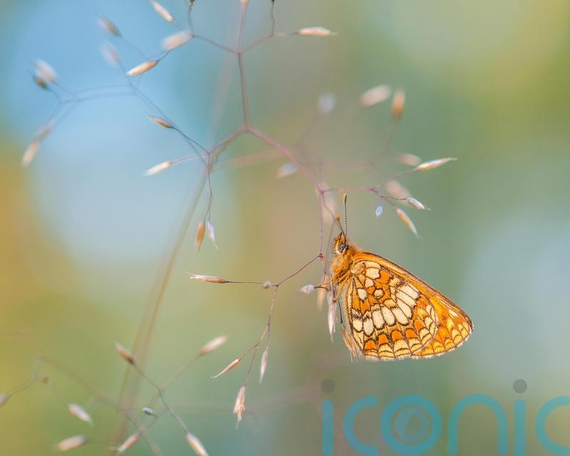Butterflies in long term decline across England and UK, official figures show