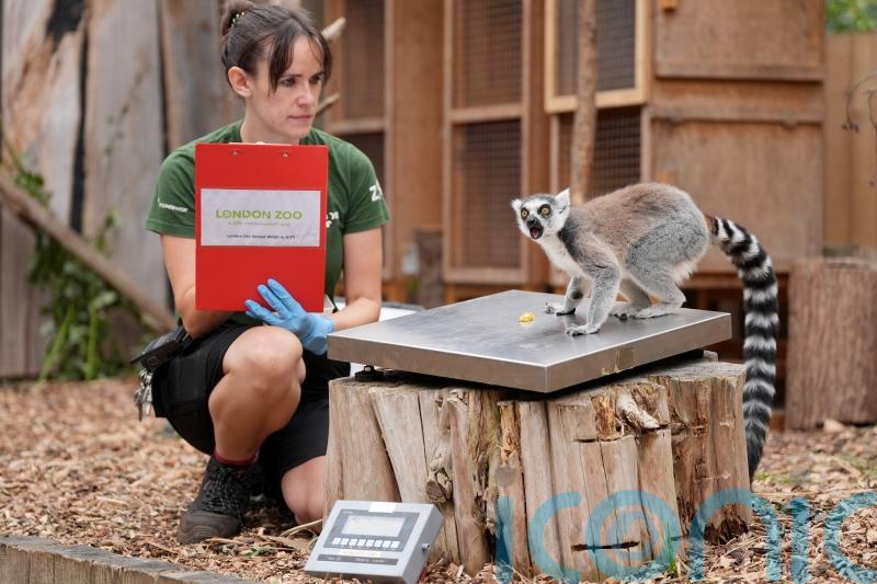Capybaras, penguins and giant Galapagos tortoises lured on scales for weigh-in
