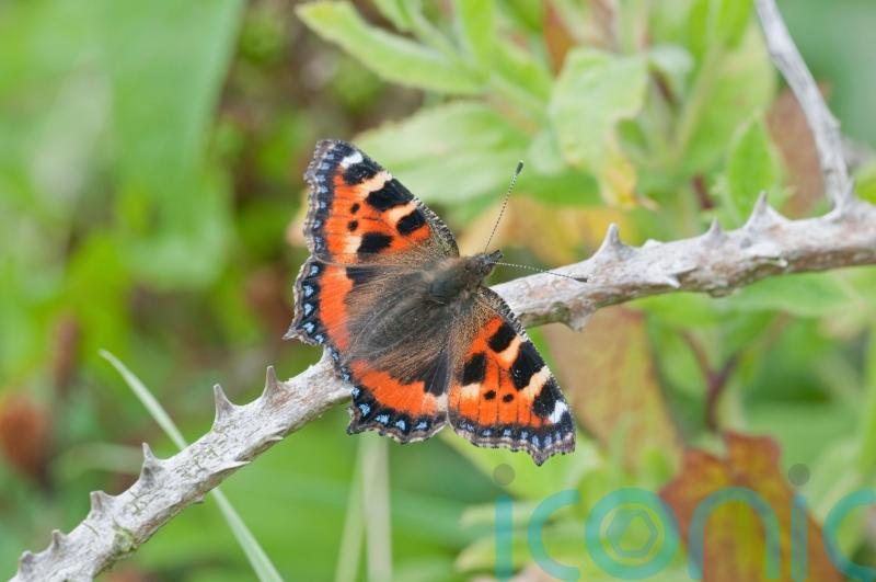 Calls for ‘landscape-wide’ action to protect butterflies amid falling numbers
