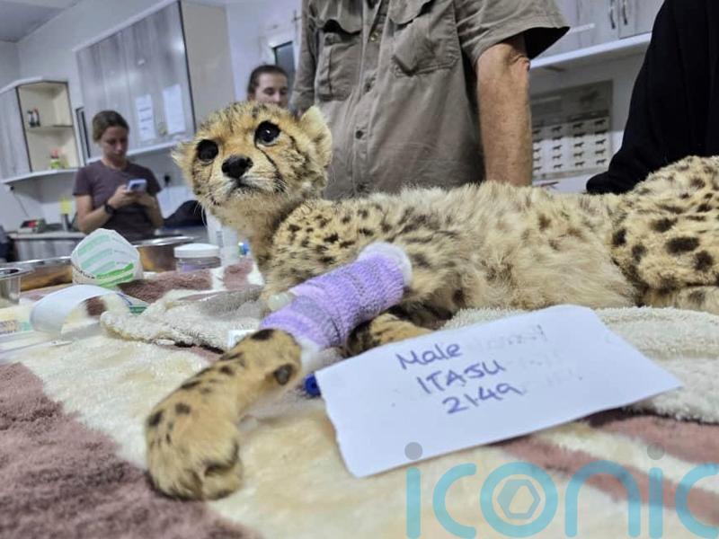 10 cheetah cubs destined to be sold as pets rescued from captivity