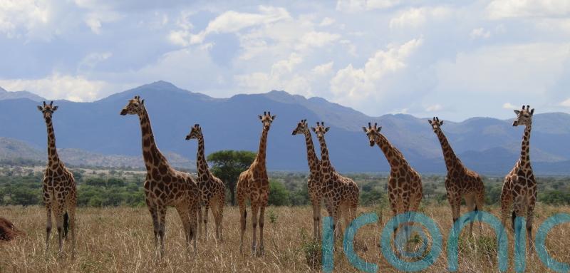 Major new assessment recognises four separate giraffe species for the first time