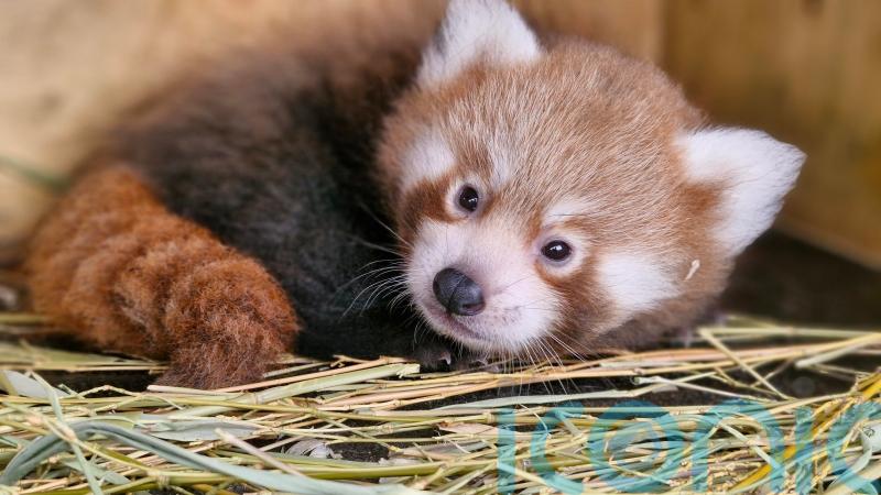 Public asked to help name endangered red panda cub born at zoo