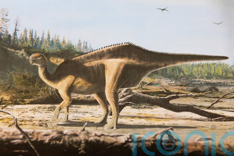 New dinosaur species discovered with ‘eye-catching sail’ along its back