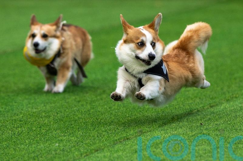 Thousands gather to enjoy spectacle of corgi racing &ndash; and dressing up