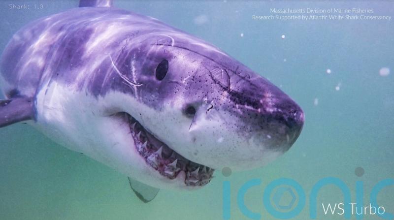 Great white shark sightings on the rise along US Atlantic coast