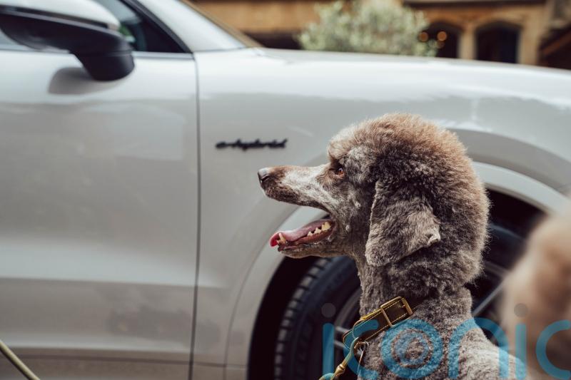Here are the best ways to keep dogs safe and comfortable in the car