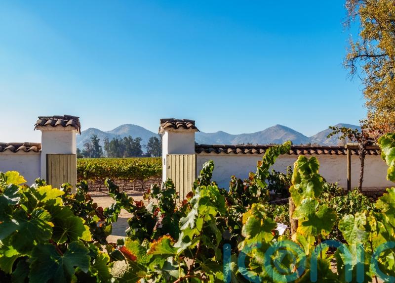 6 scintillating South American wines