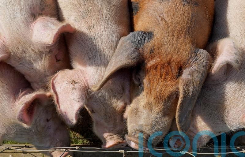 Report reveals ‘true scale’ of environmental impact of pig and poultry farming